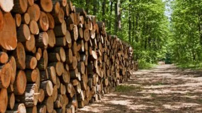 Why We Need Private Property to Deal with Scarce Resources